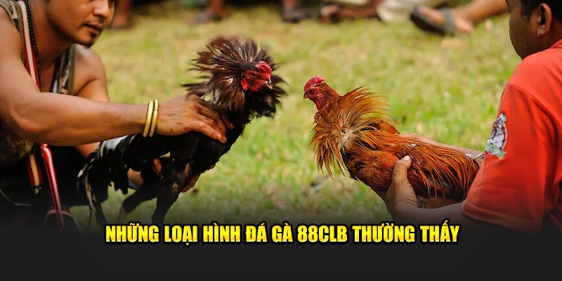 Những loại hình đá gà 88CLB hay gặp