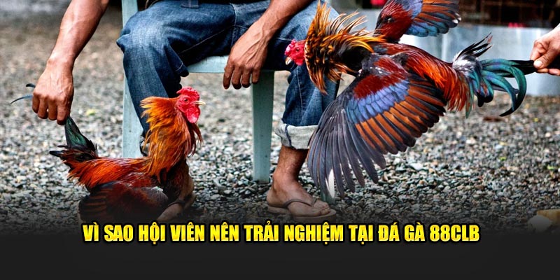 Vì sao hội viên nên trải nghiệm tại đá gà 88CLB