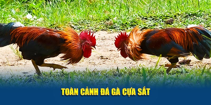 Toàn cảnh đá gà cựa sắt