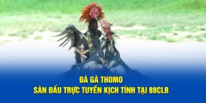 Đá gà thomo tại 88clb