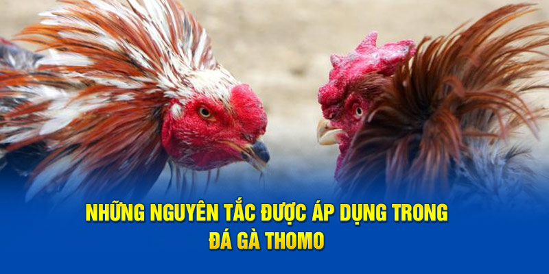 Những nguyên tắc được áp dụng trong đá gà Thomo 