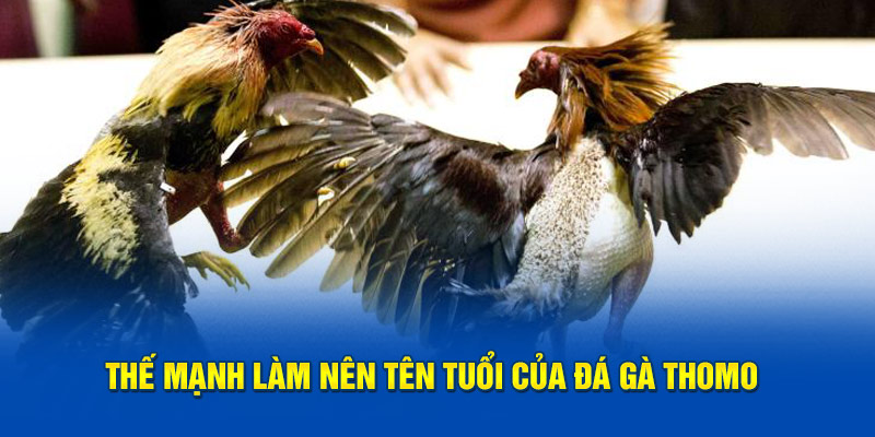 Thế mạnh làm nên tên tuổi của đá gà Thomo 