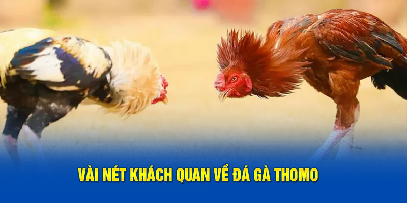 Vài nét căn bản cần biết về đá gà Thomo 